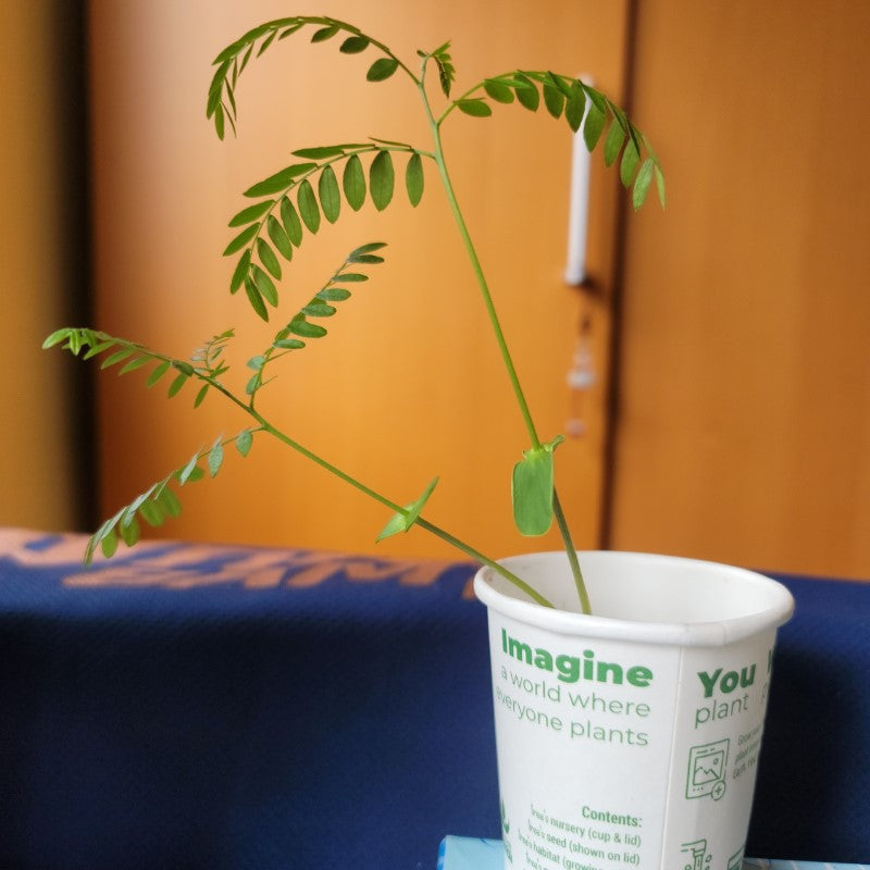 You Plant We Plant Tree Cup