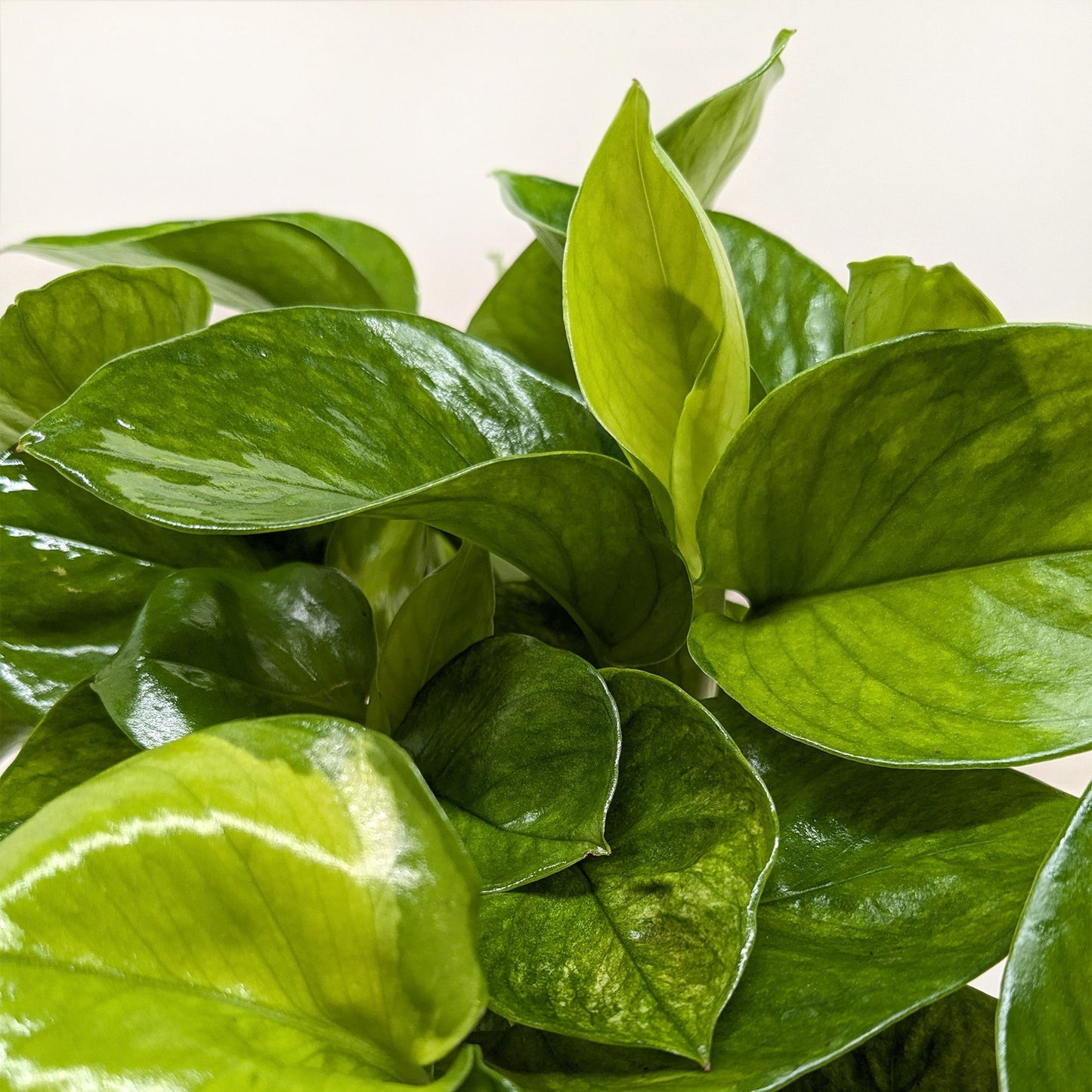 Pothos 'Lemon Top'