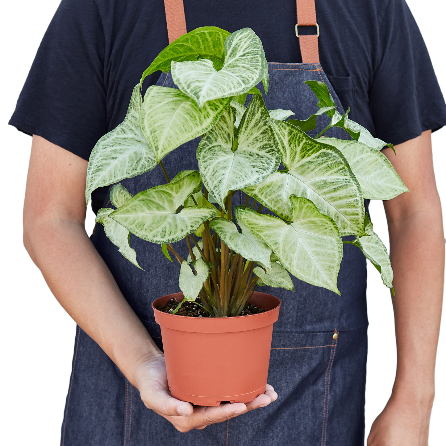 Syngonium White Butterfly