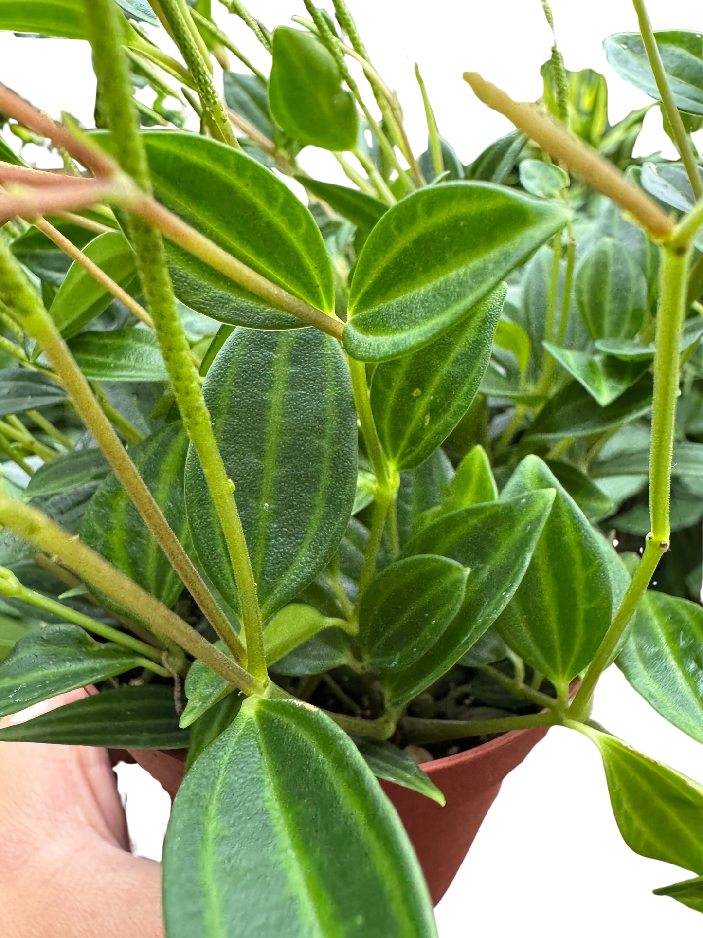 Peperomia 'Angulata'