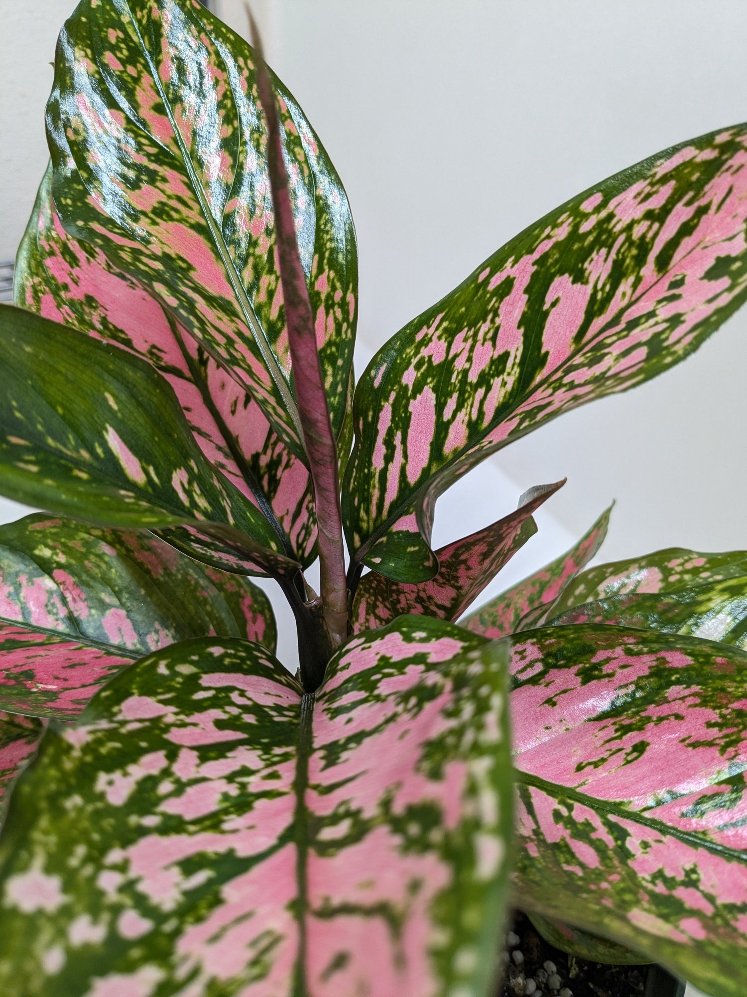 Pink Plants