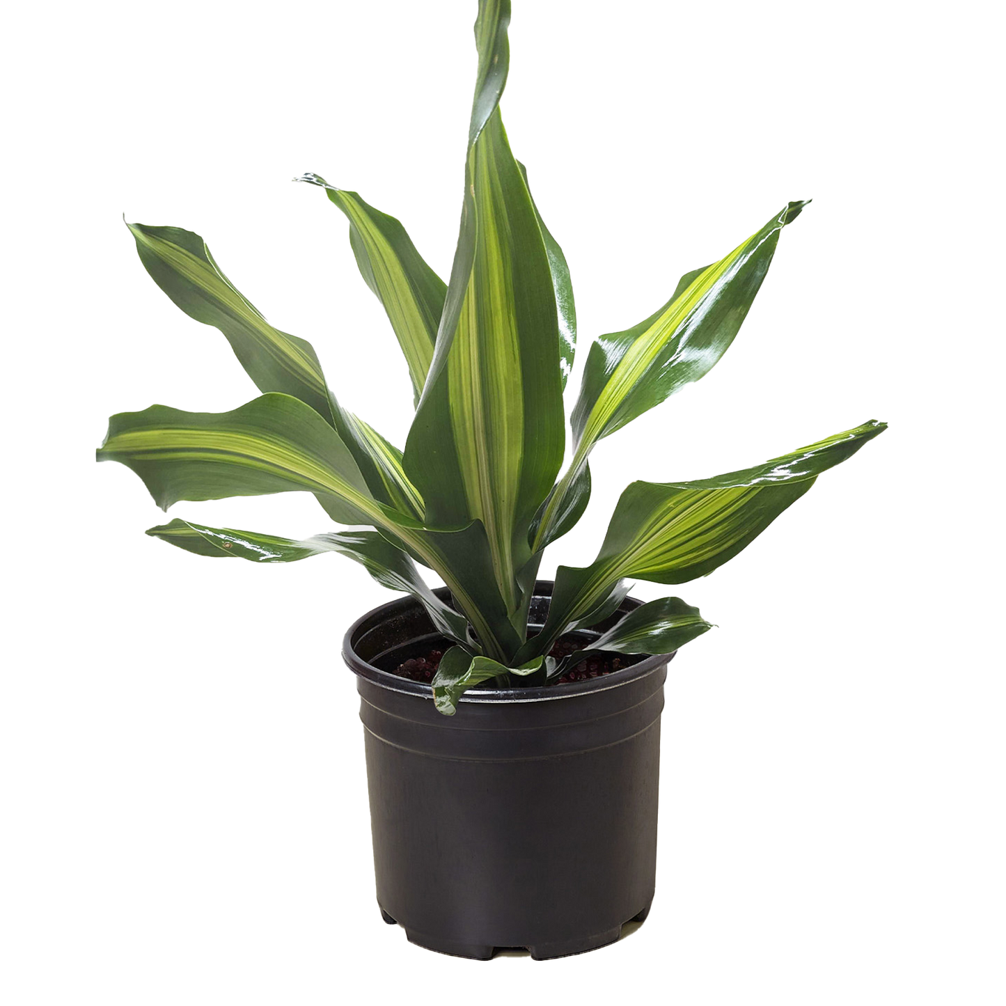 Dracaena Golden Heart