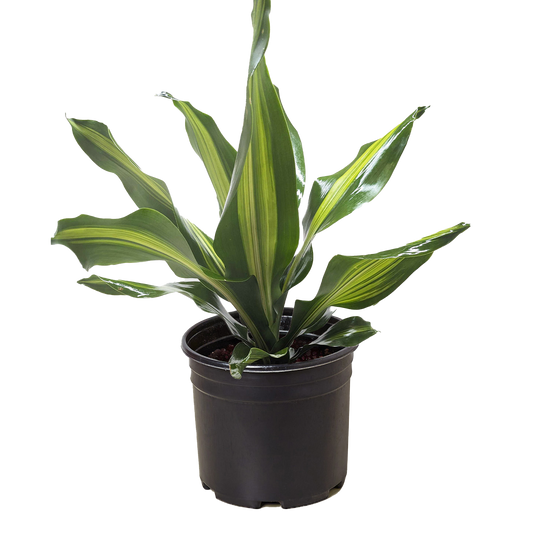 Dracaena Golden Heart