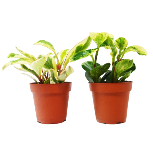 2 Peperomia Plants Variety Pack in 4" Pots - Baby Rubber Plants