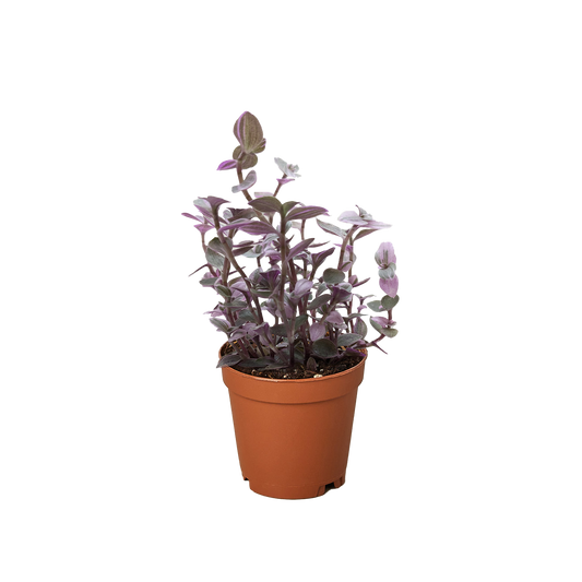 Tradescantia Callisia 'Pink Panther'