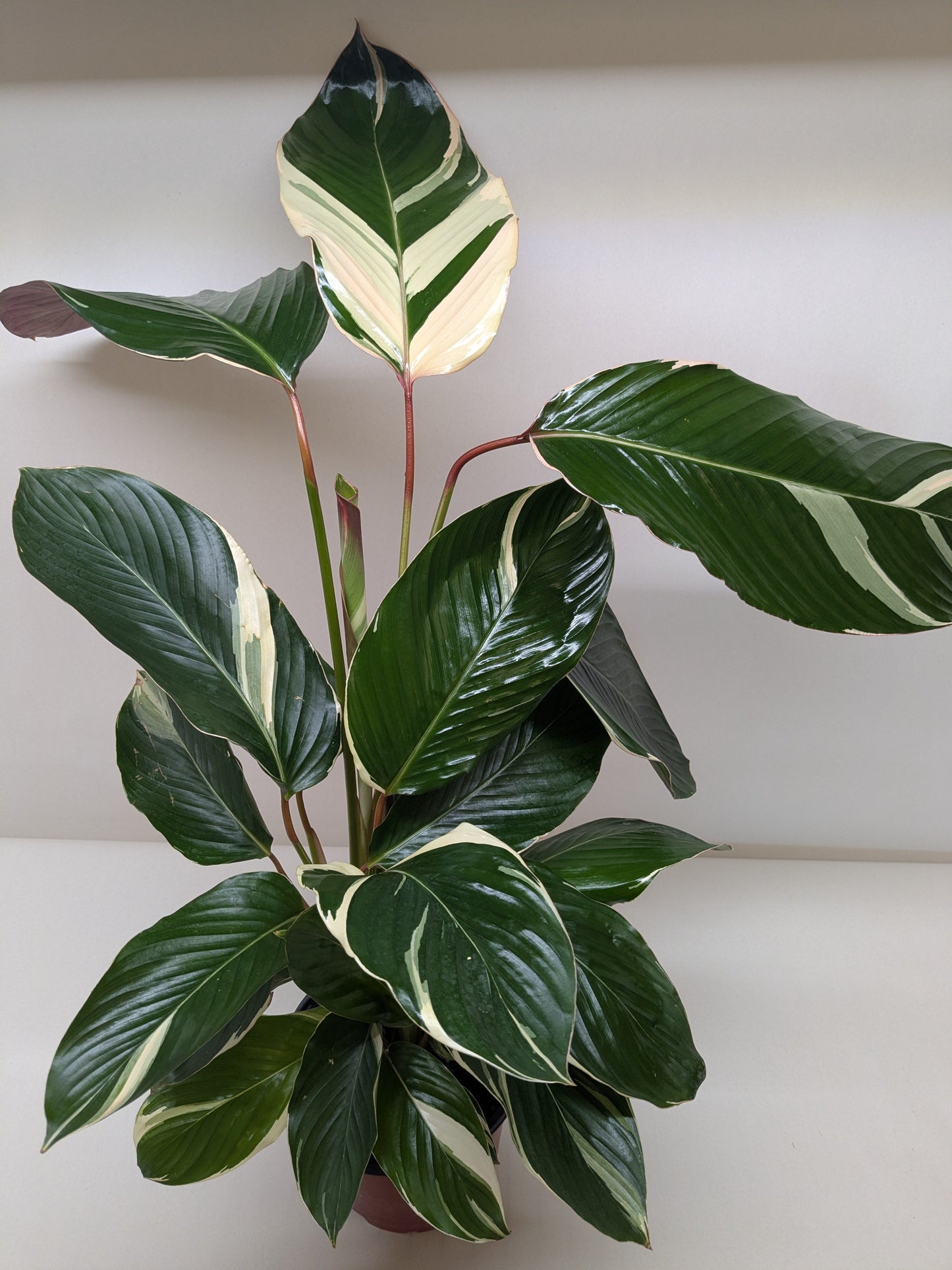Calathea 'Princess Dalya'