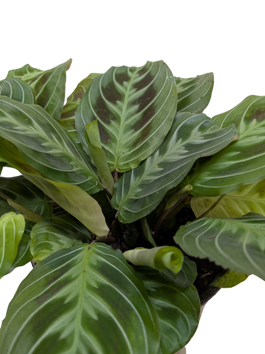 Maranta Black