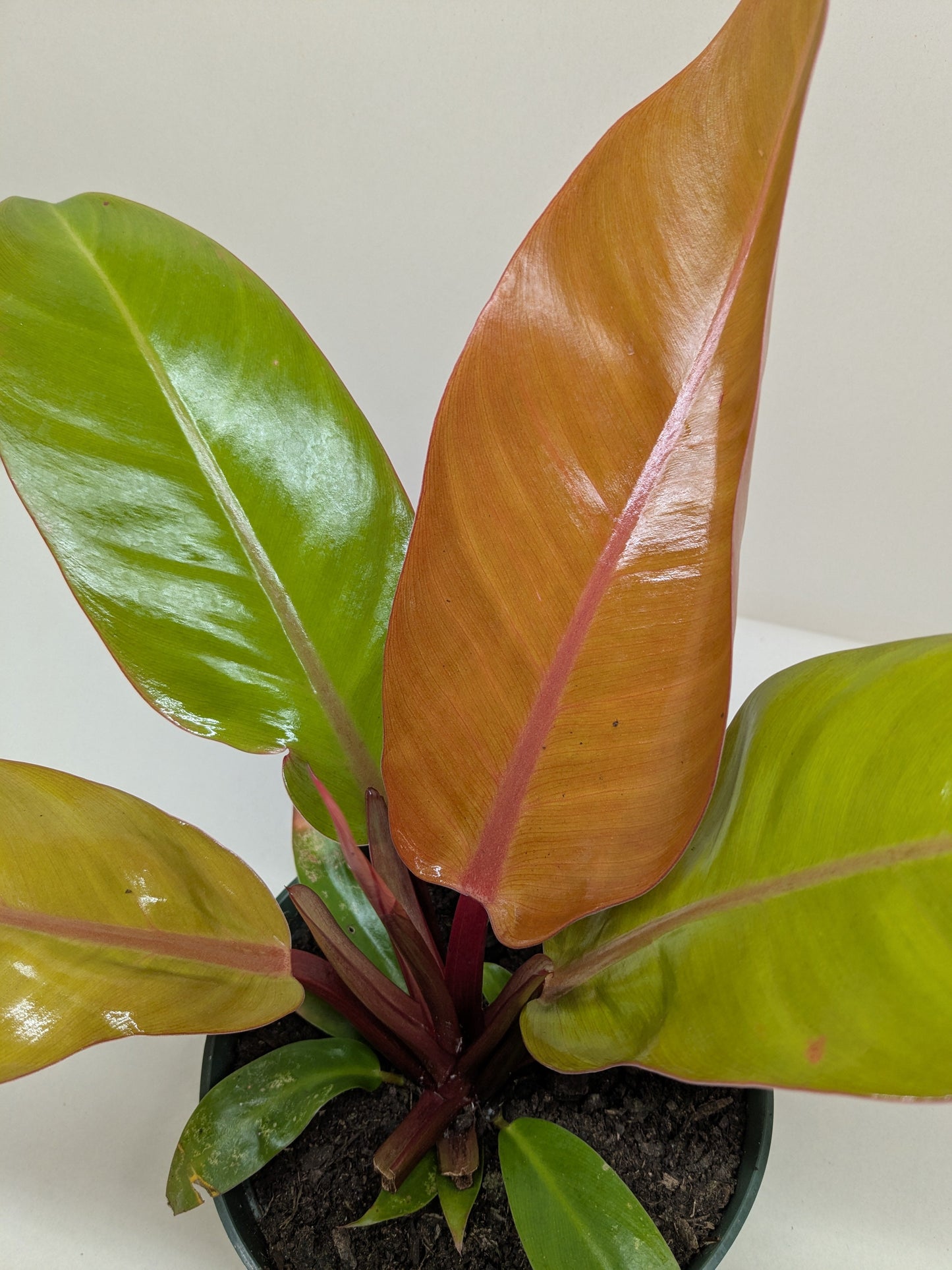Philodendron 'Prince of Orange'