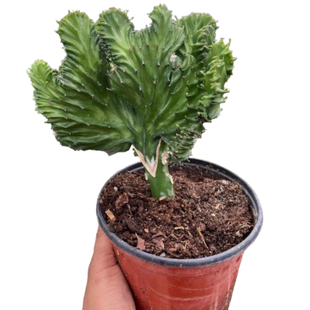 Succulent Euphorbia Lactea Mermaid Tail