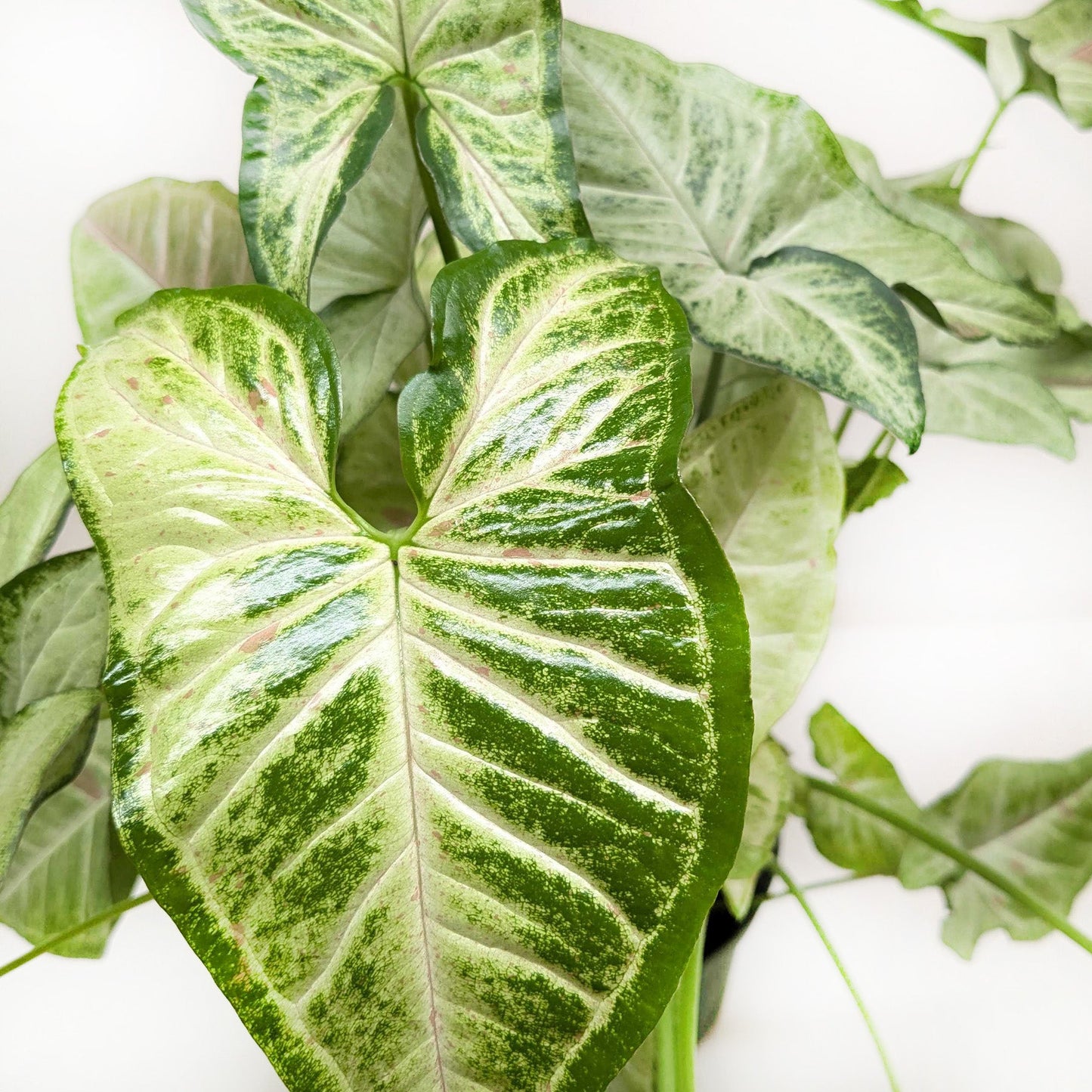 Syngonium 'Confetti'
