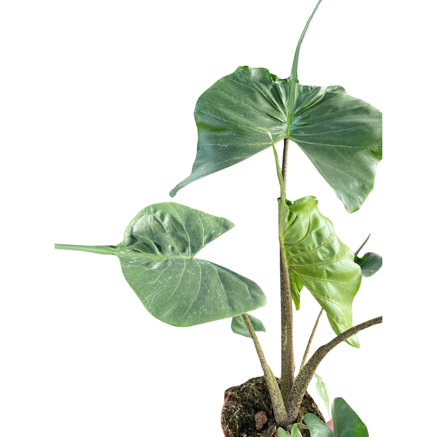 Alocasia macrorrhizos 'Stingray'