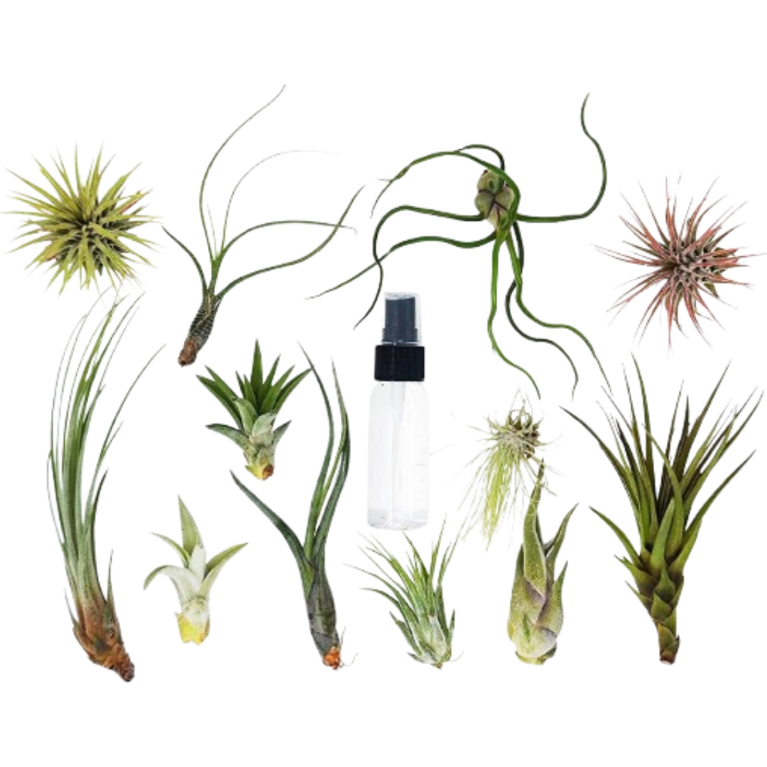 Tillandsia Air Plant Variety Pack w/ Spray Bottle