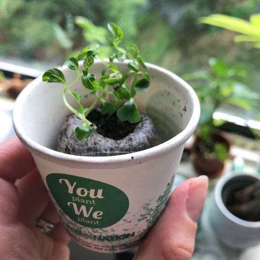 You Plant We Plant Tree Cup